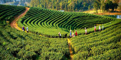 Andaman Tour Package